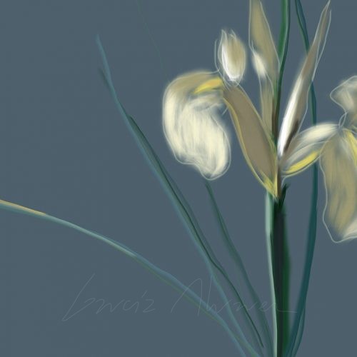 Flores 02